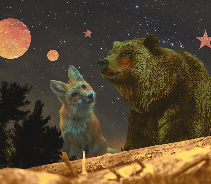 combined images of a fox, a bear and the forest with photoshop